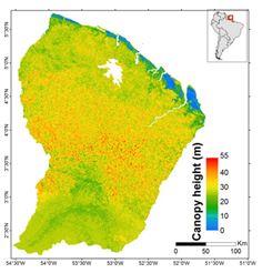 Carte de hauteur de la canopée de Guyane