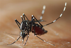 The tiger mosquito Aedes albopictus is a vector of pathogens such as dengue fever or chikungunya viruses
