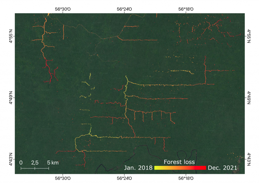 Zone d’exploitation forestière au Suriname. Les premières
coupes sont souvent associées à la création de routes forestières, suivies
des coupes sélectives. Image de fond : Google Earth.