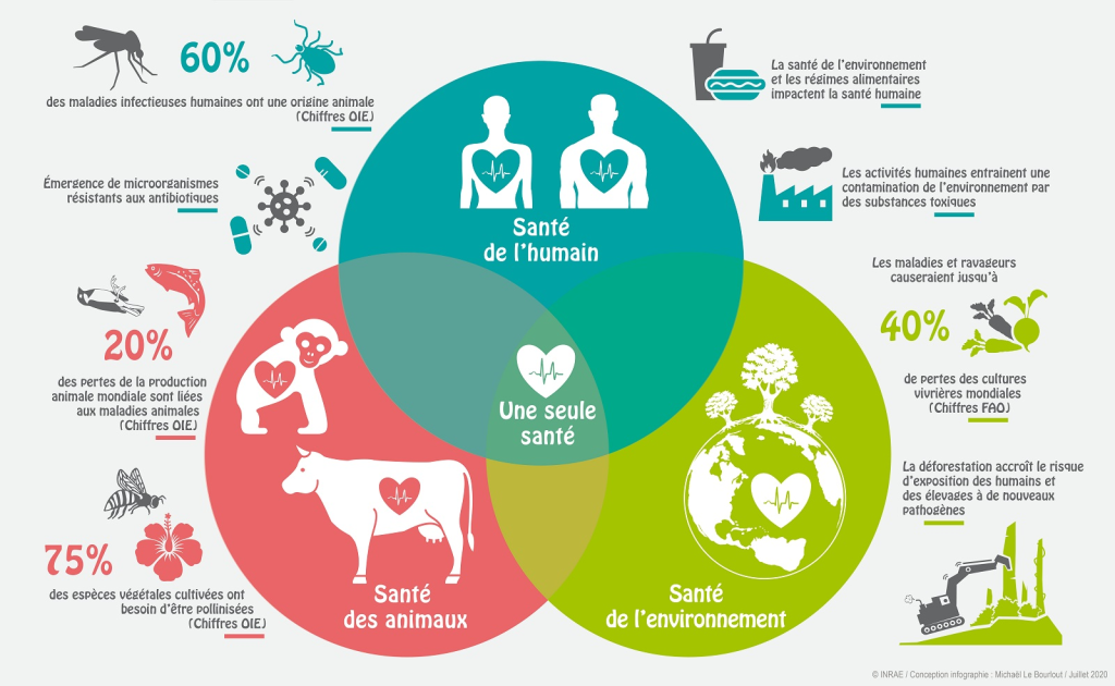 Schéma One Health INRAE